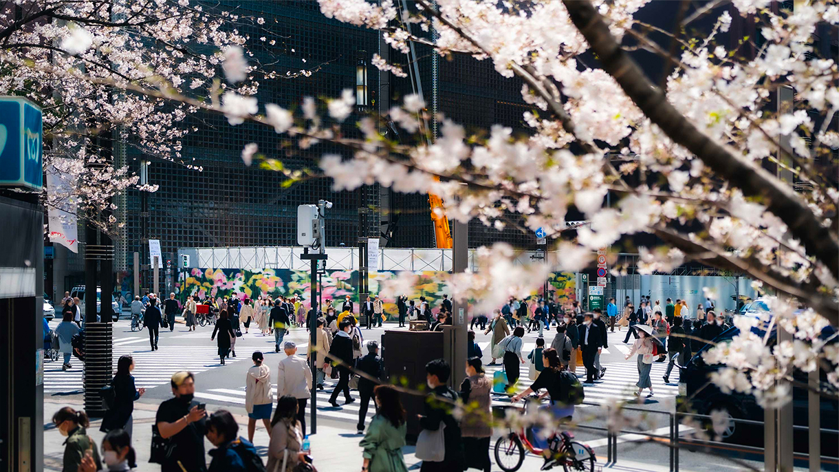 The Sukiyabashi Crossing seen through cherry blossoms. Many people are coming and going, and colorful gerbera artwork is displayed on a temporary construction fence in the background.