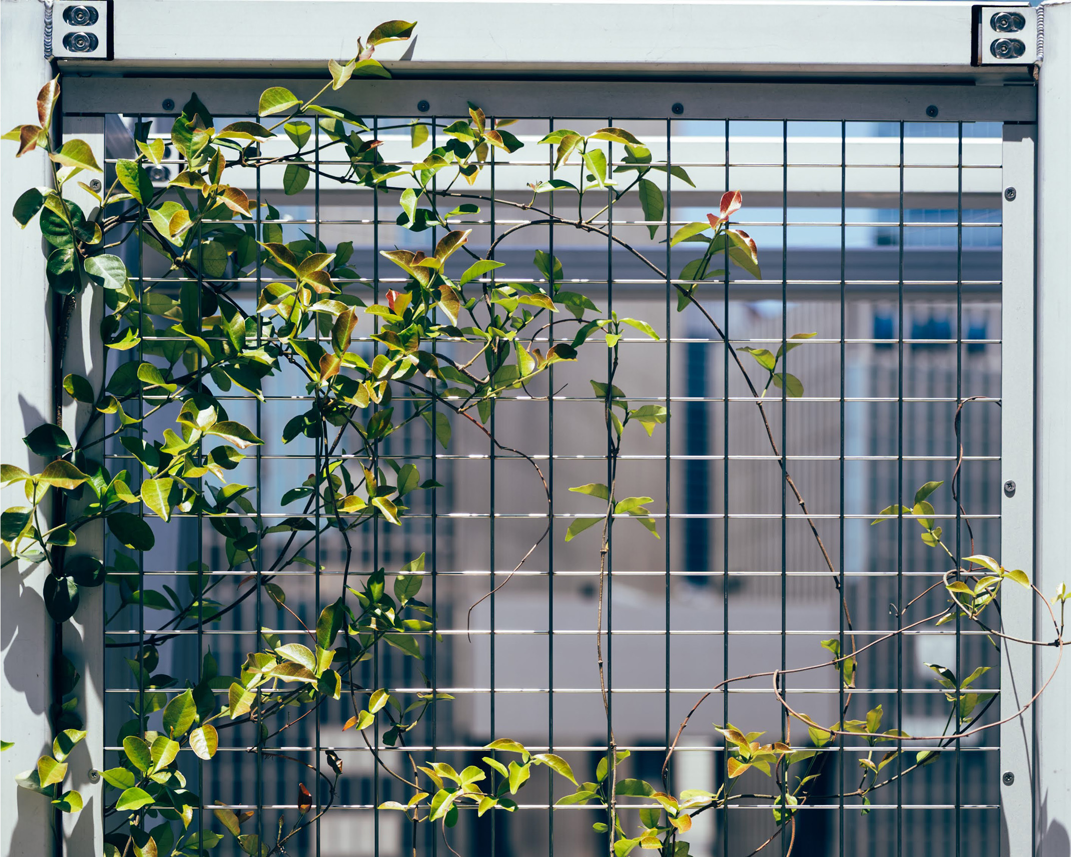 Green vines entwined in a metal lattice. In the background, the windows of office buildings and the urban landscape are faintly reflected.