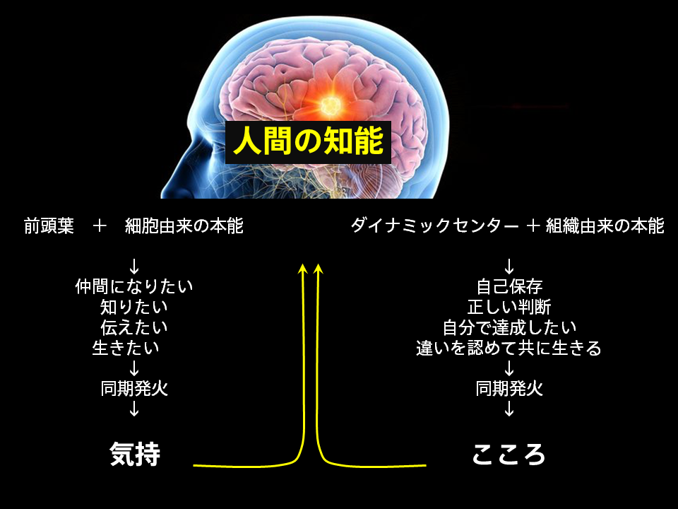 図解：人間の脳「知能と気持ちとココロ」